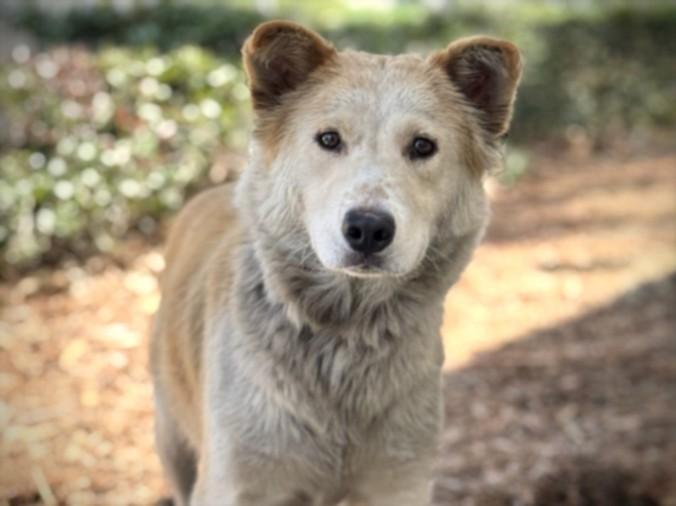 PINKIE, Adoptable, Adult Female Turkish Kangal.