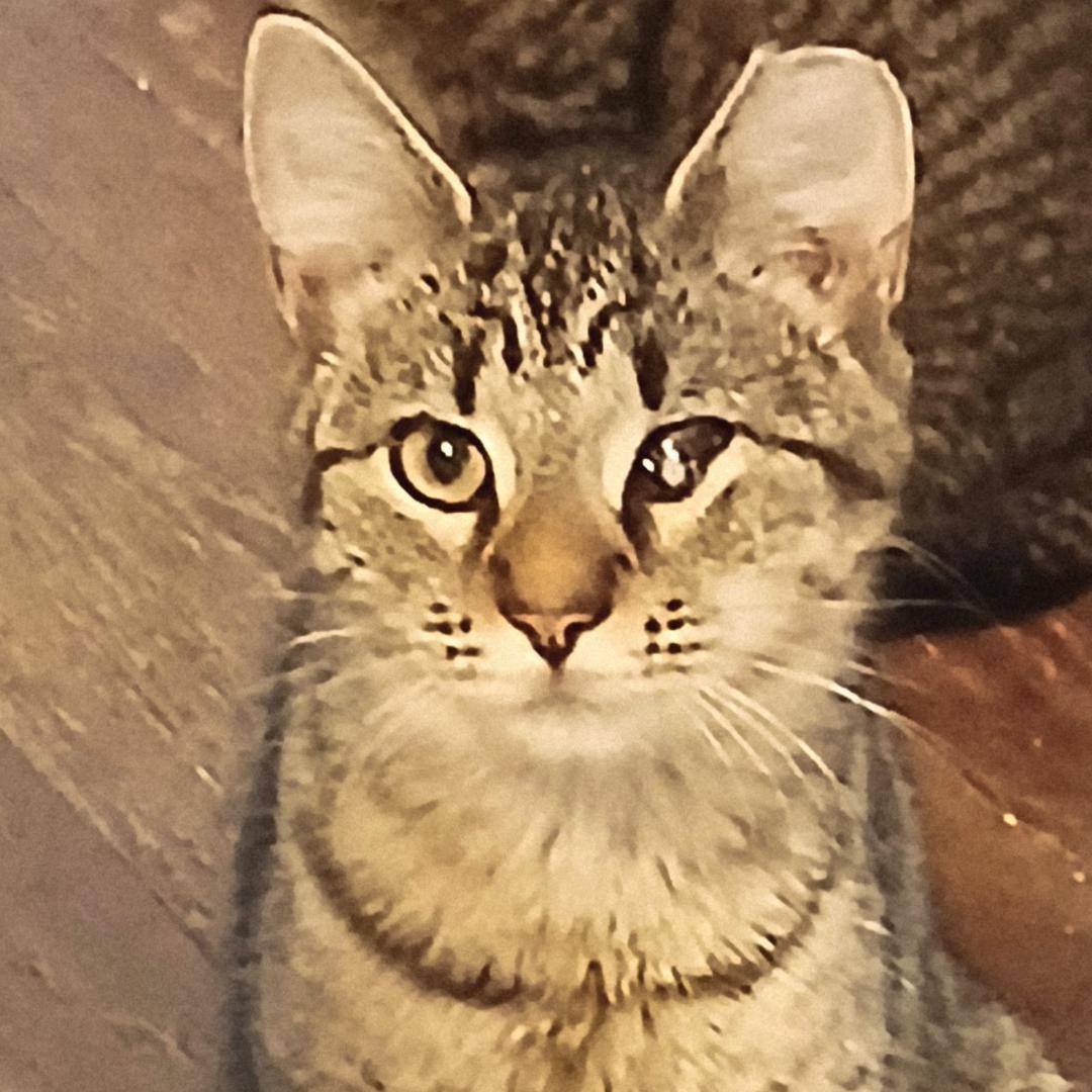 Betty, Adoptable, Kitten Female Domestic Short Hair.