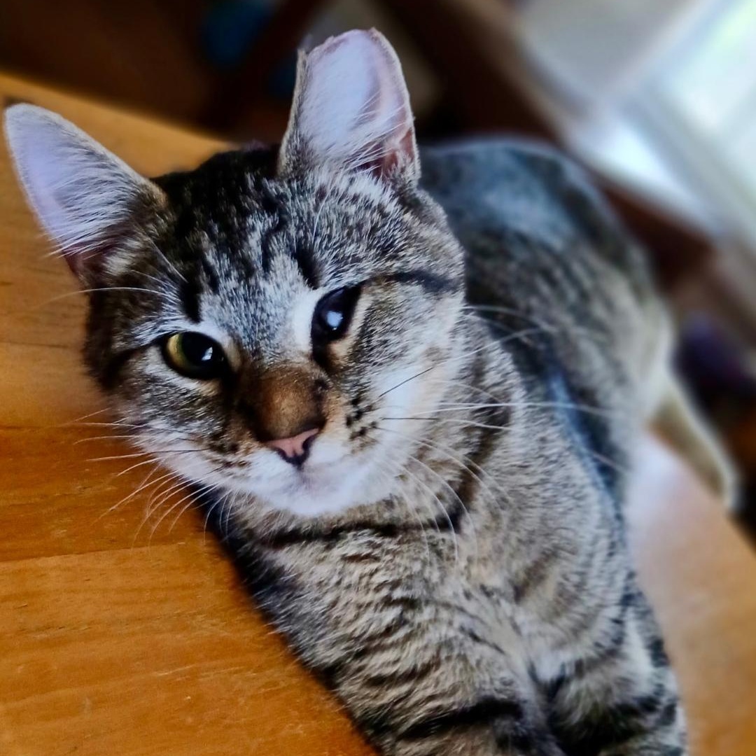 Enlarge Betty, a Adoptable Domestic Short Hair in Gastonia, NC image 2/2