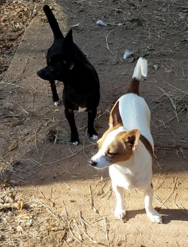 Clove **Adoption pending, a Adoptable mixed breed in Greensboro, GA image 5/6