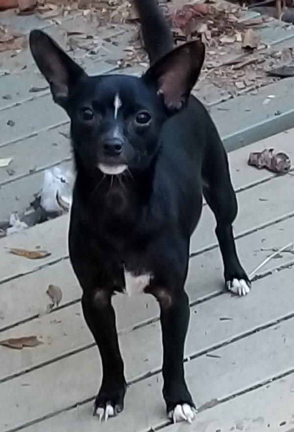 Clove  **Adoption pending, Adoptable, Young Female Chihuahua.