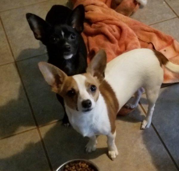 Clove **Adoption pending, a Adoptable mixed breed in Greensboro, GA image 4/6