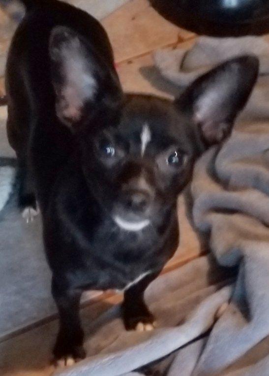 Clove **Adoption pending, a Adoptable mixed breed in Greensboro, GA image 2/6