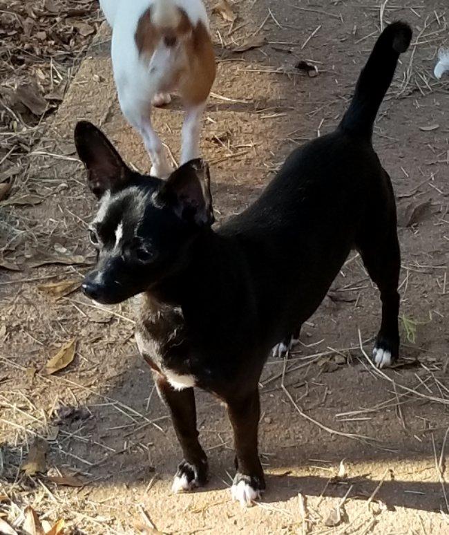 Clove **Adoption pending, a Adoptable mixed breed in Greensboro, GA image 3/6