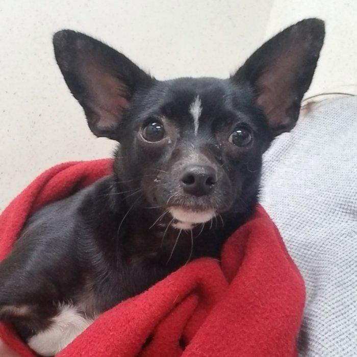 Clove **Adoption pending, a Adoptable mixed breed in Greensboro, GA image 6/6