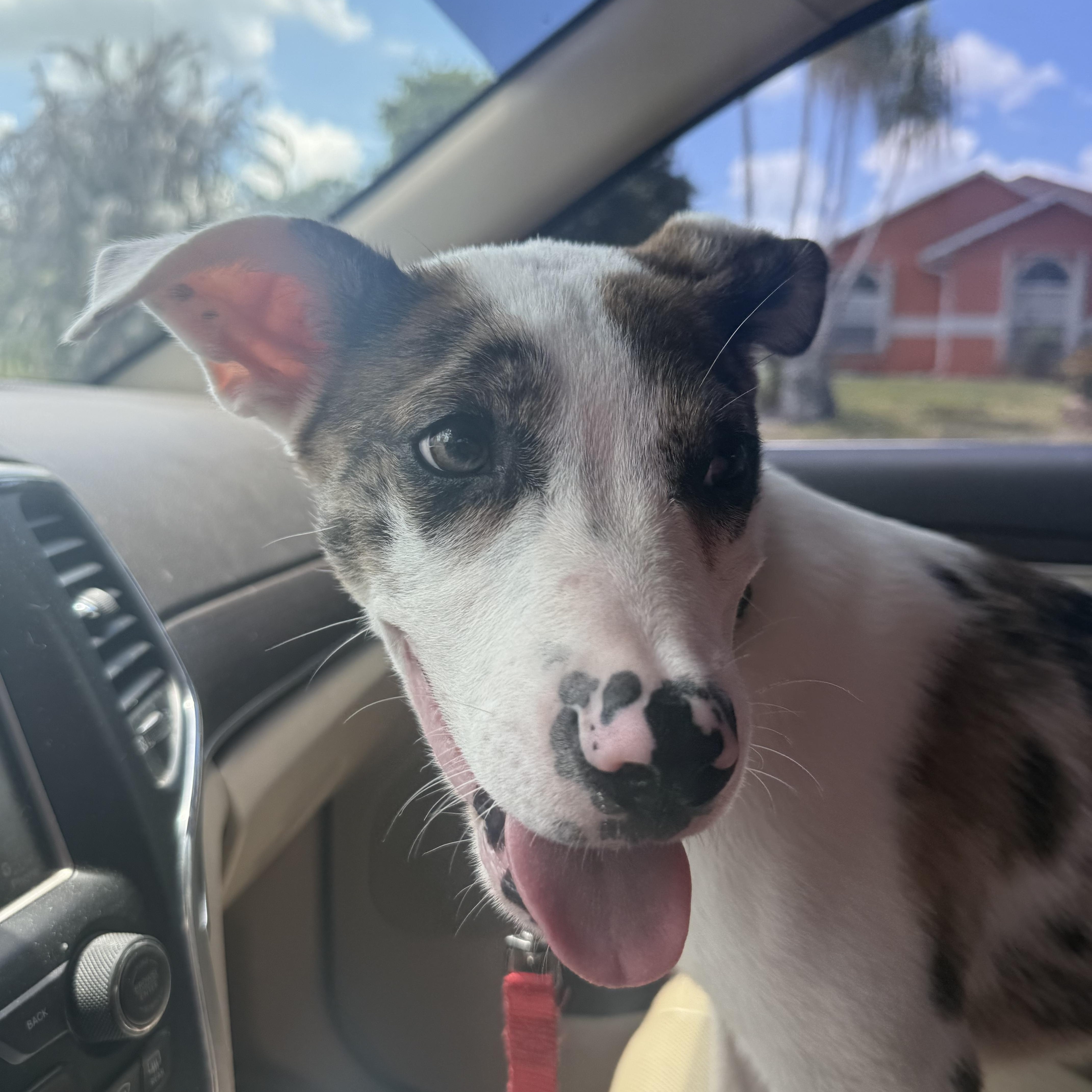 Oliver, a ADOPTABLE mixed breed in Palm Bay, FL image 6/6