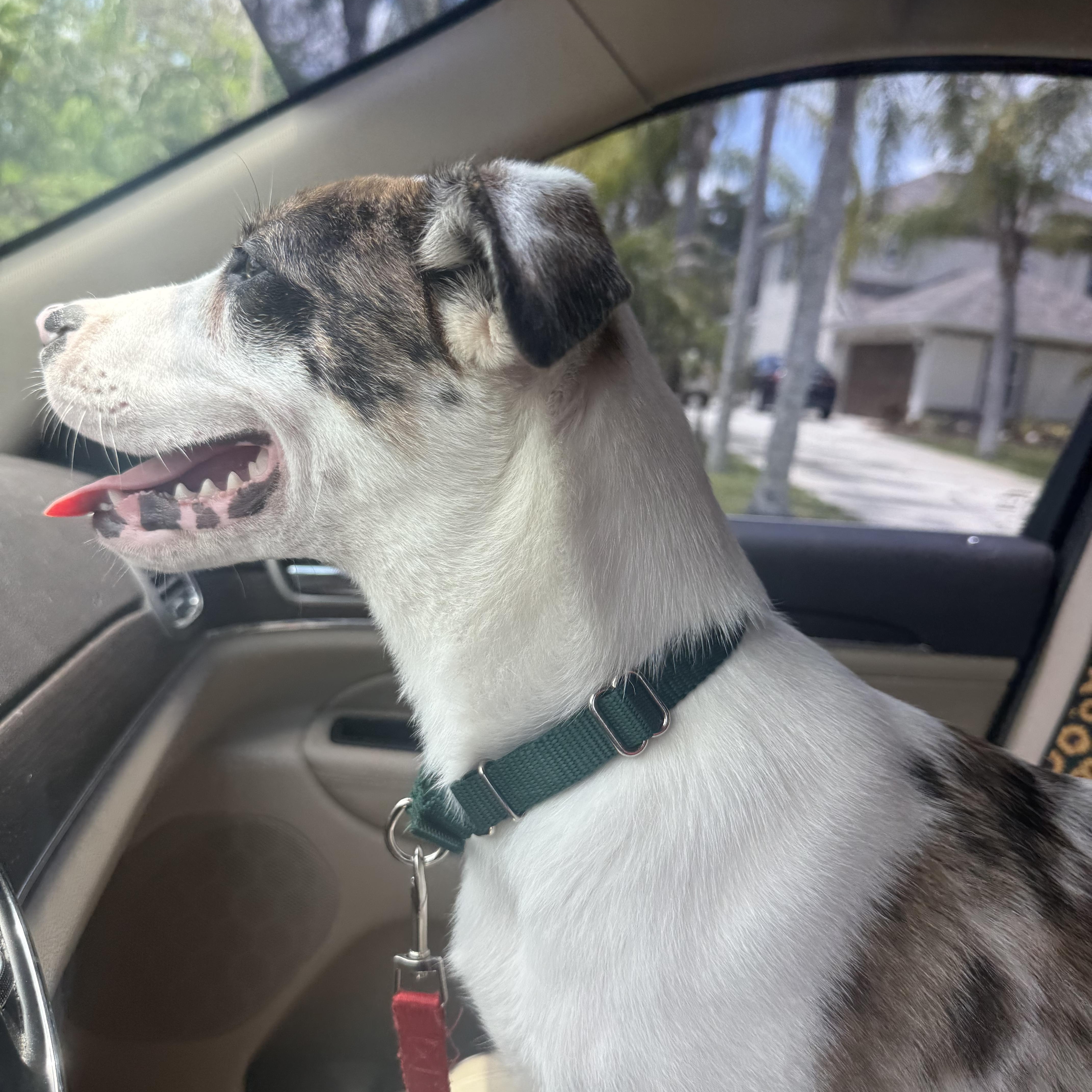 Oliver, a ADOPTABLE mixed breed in Palm Bay, FL image 3/6