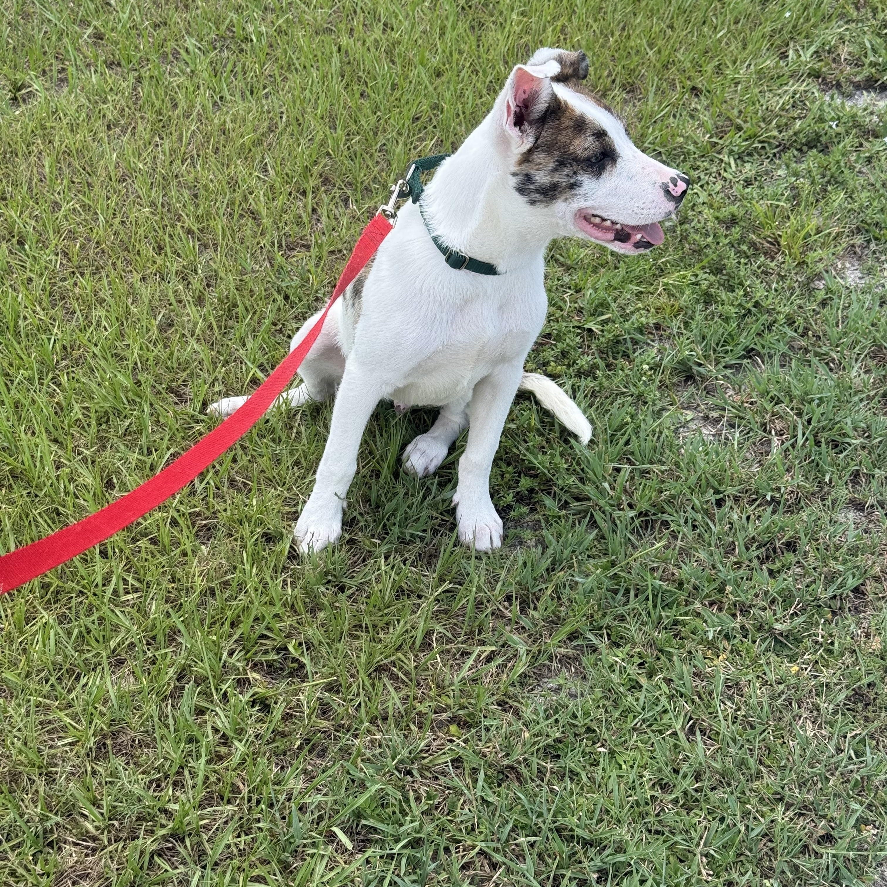 Oliver, a ADOPTABLE mixed breed in Palm Bay, FL image 4/6
