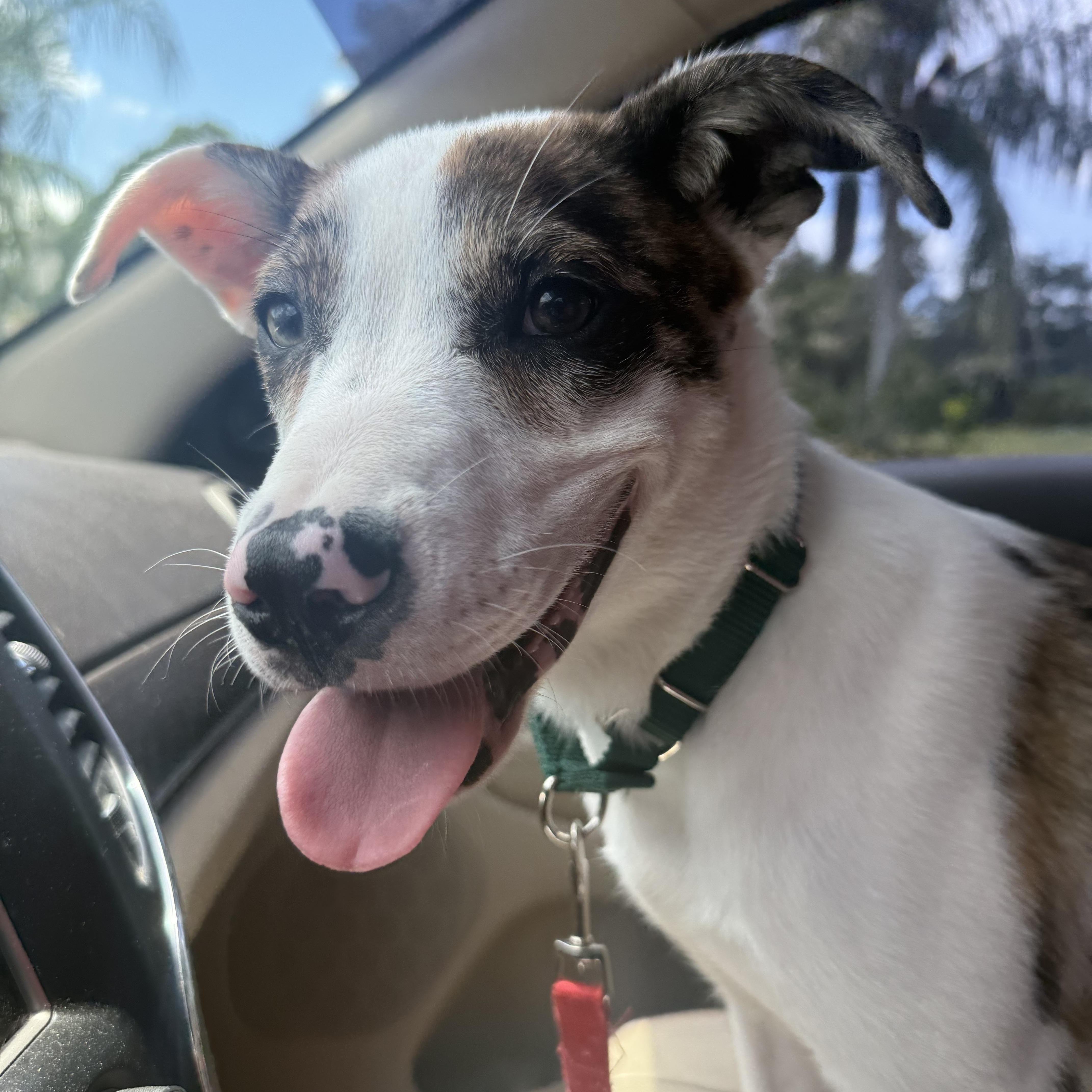 Oliver, ADOPTABLE, Puppy Male Terrier & Mixed Breed.