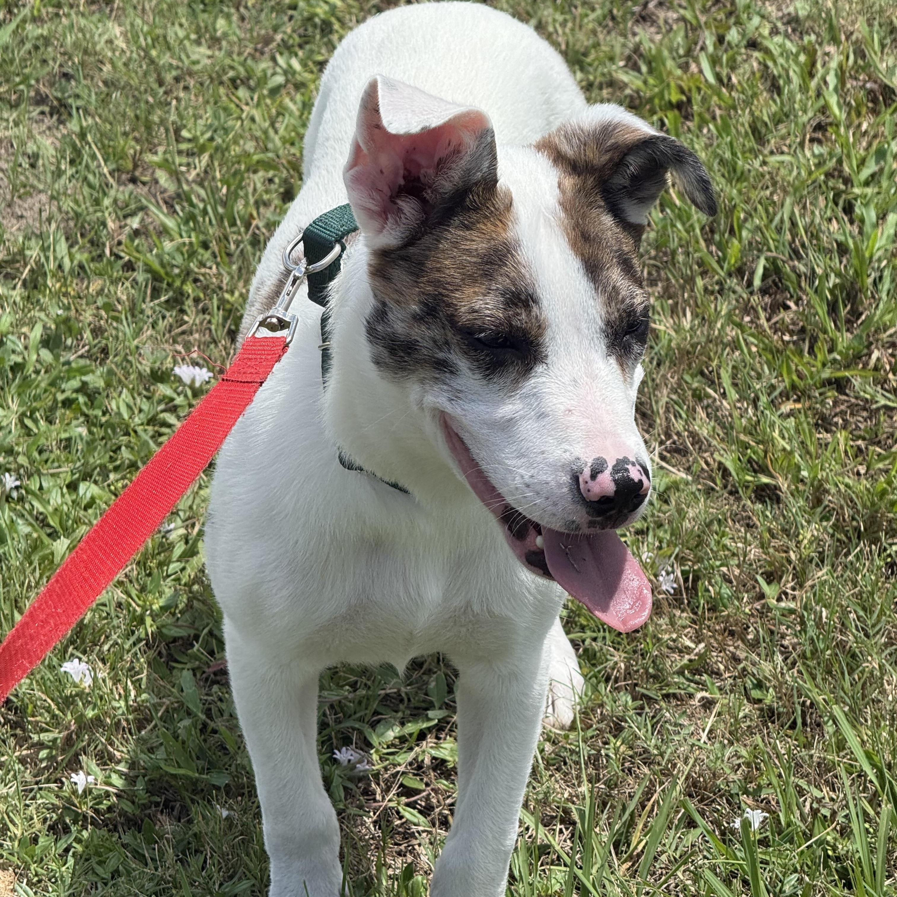 Oliver, a ADOPTABLE mixed breed in Palm Bay, FL image 2/6