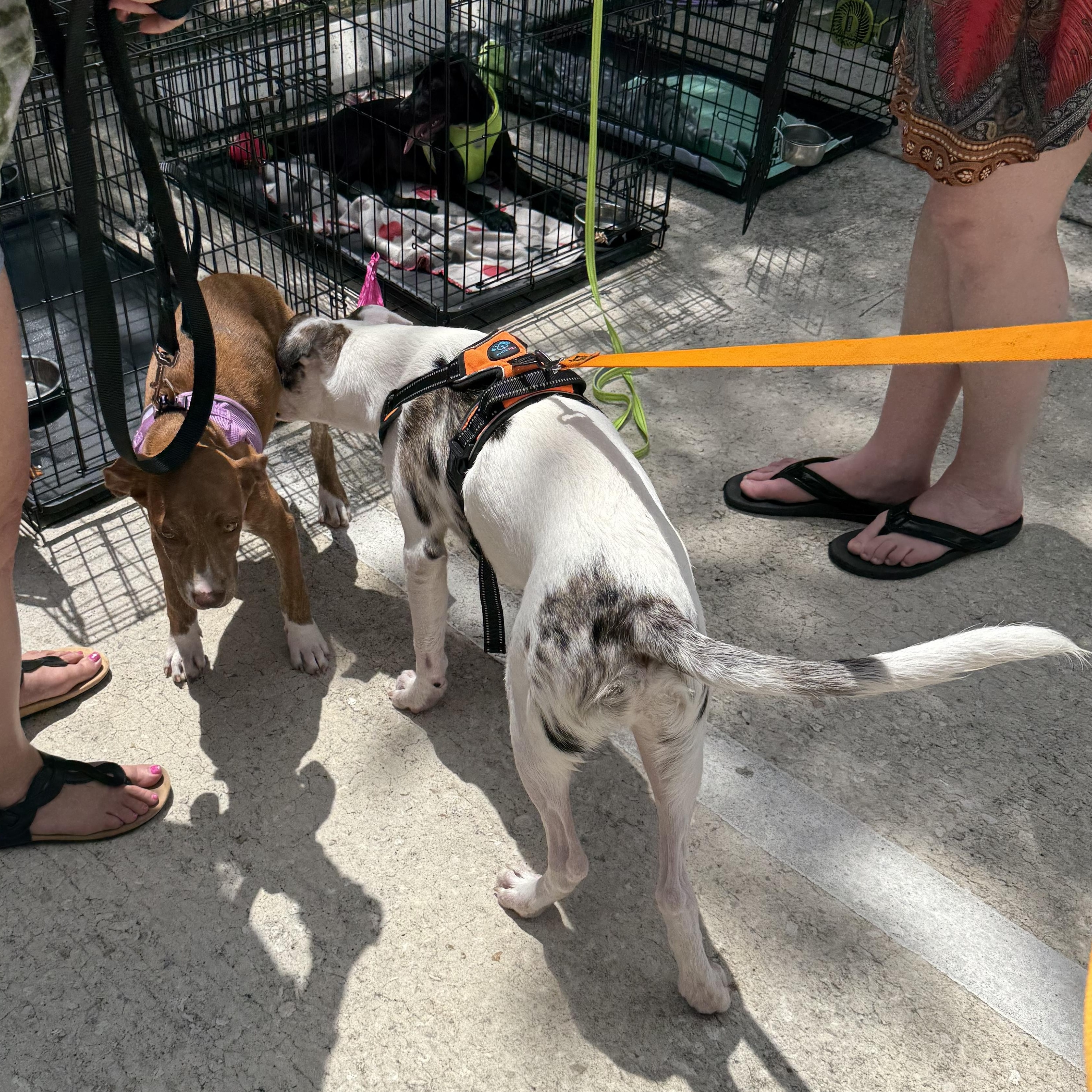 Oliver, a ADOPTABLE mixed breed in Palm Bay, FL image 5/6