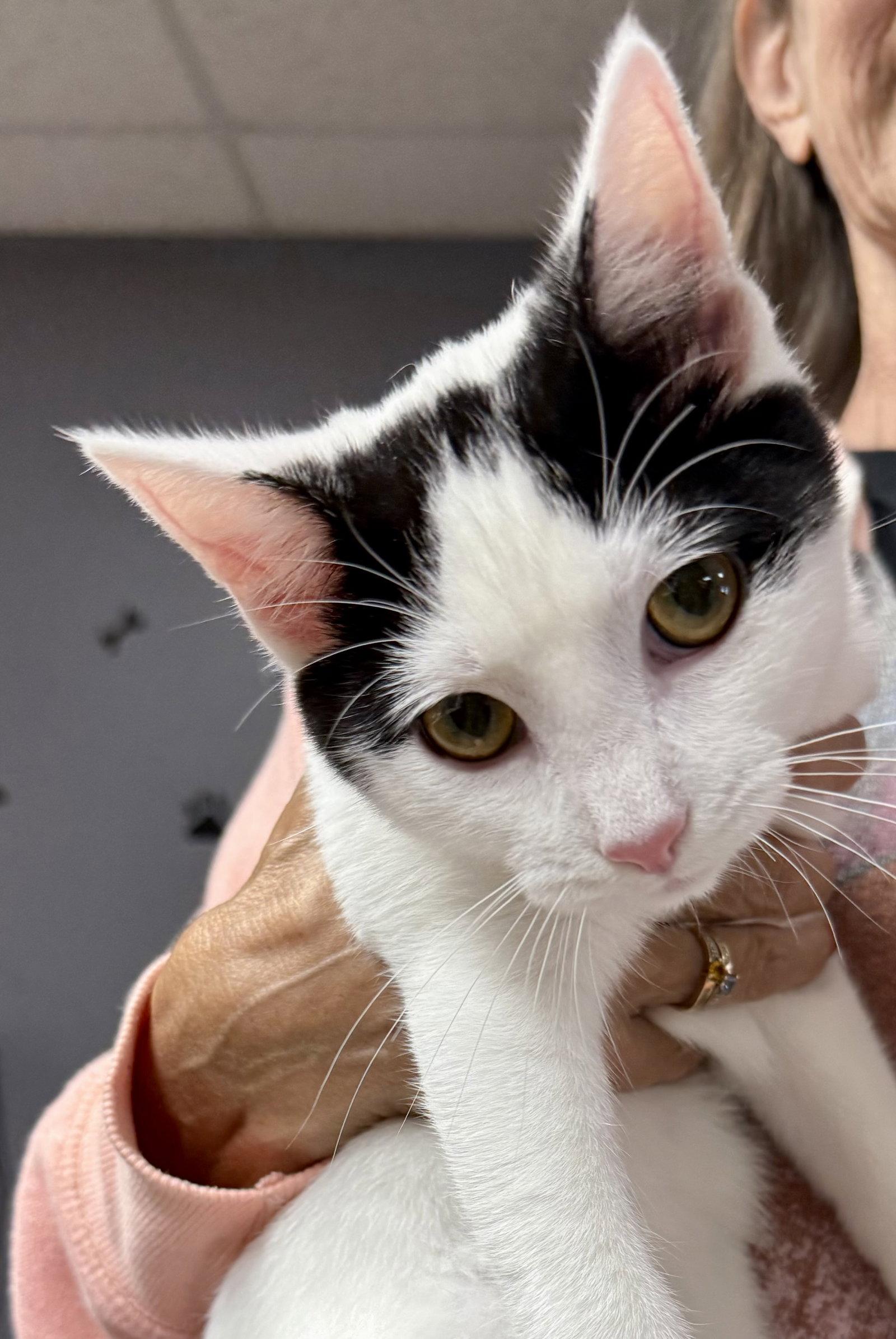 CAT - Oscar, Adoptable, Kitten Male Domestic Short Hair.