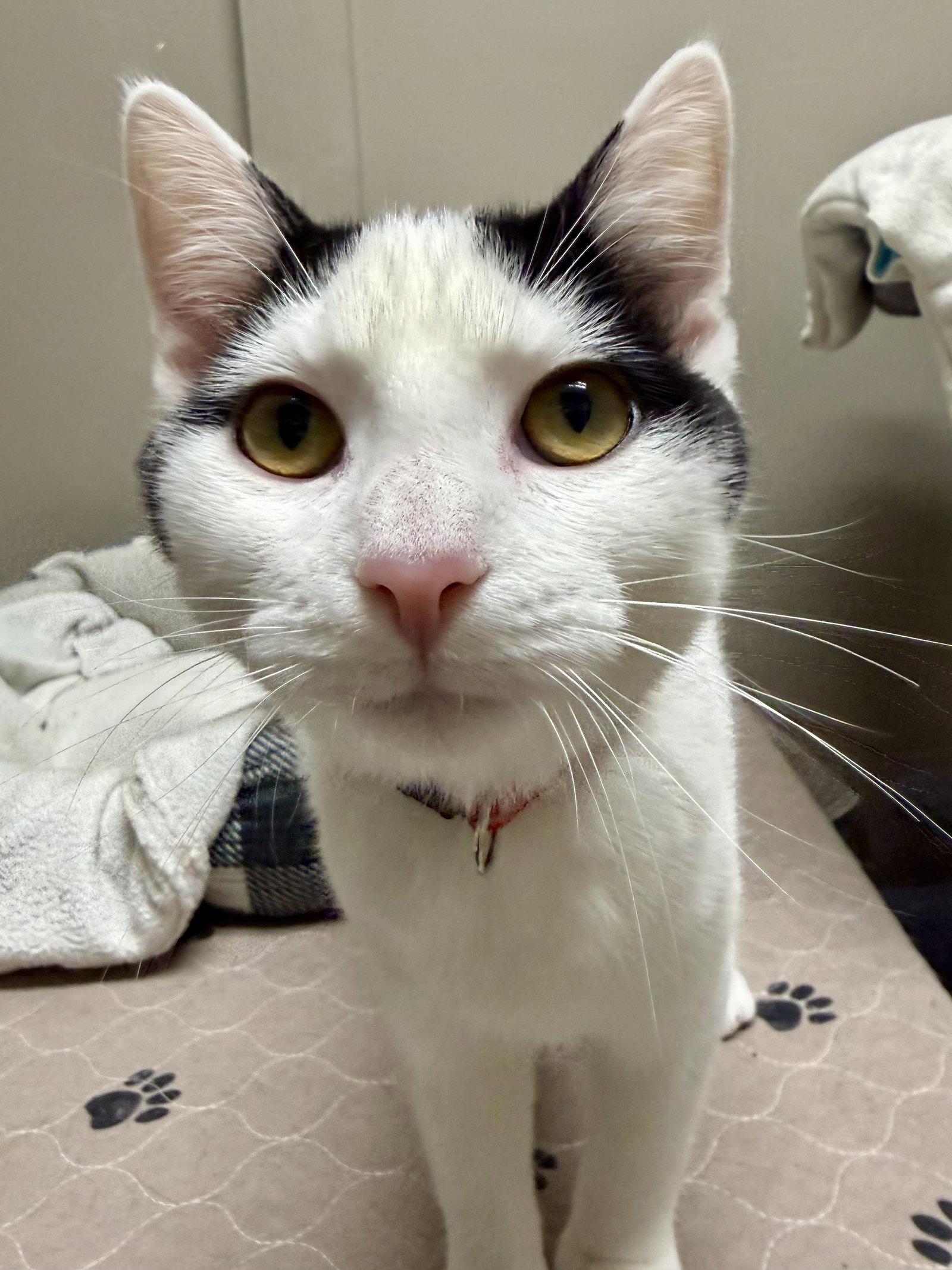 Enlarge CAT - Oscar, a Adoptable Domestic Short Hair in GILBERTS, IL image 2/3