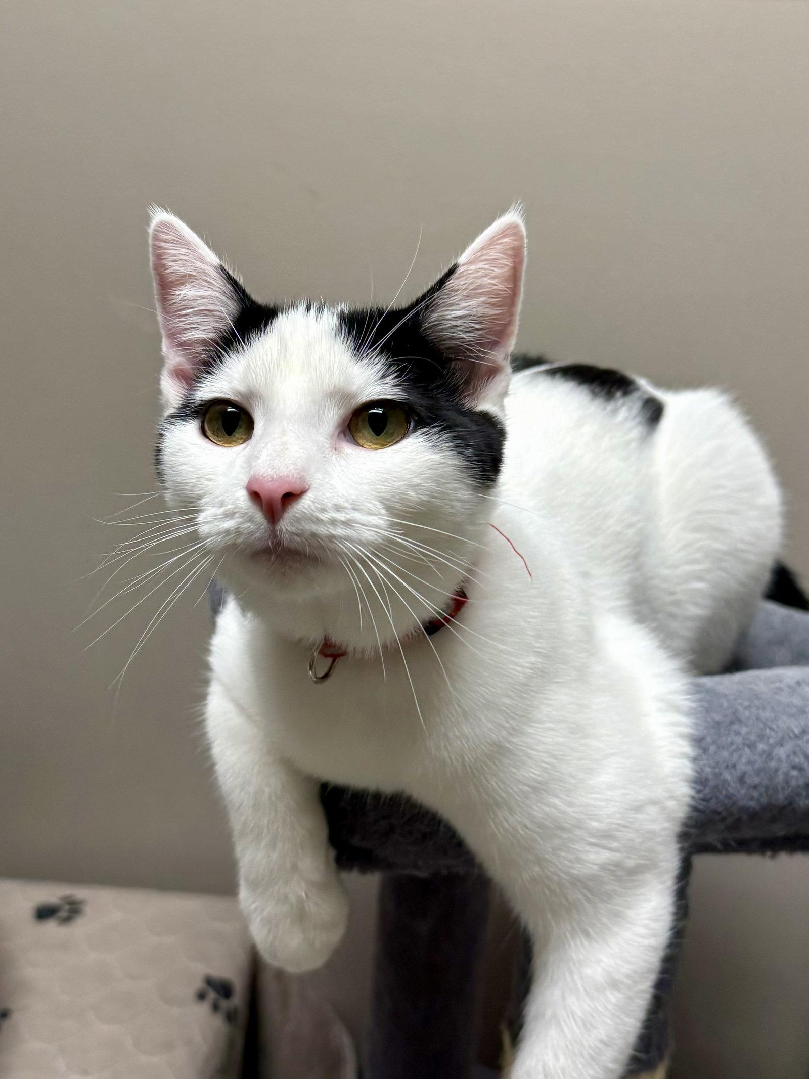 Enlarge CAT - Oscar, a Adoptable Domestic Short Hair in GILBERTS, IL image 3/3