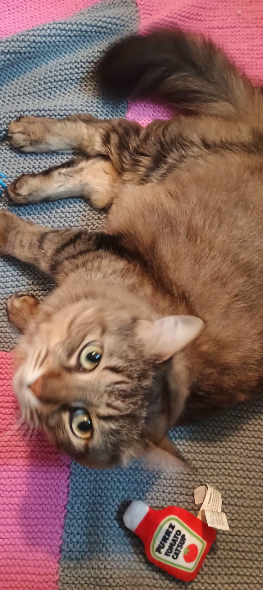 MISS KITTY, ADOPTABLE, Adult Female Domestic Long Hair.
