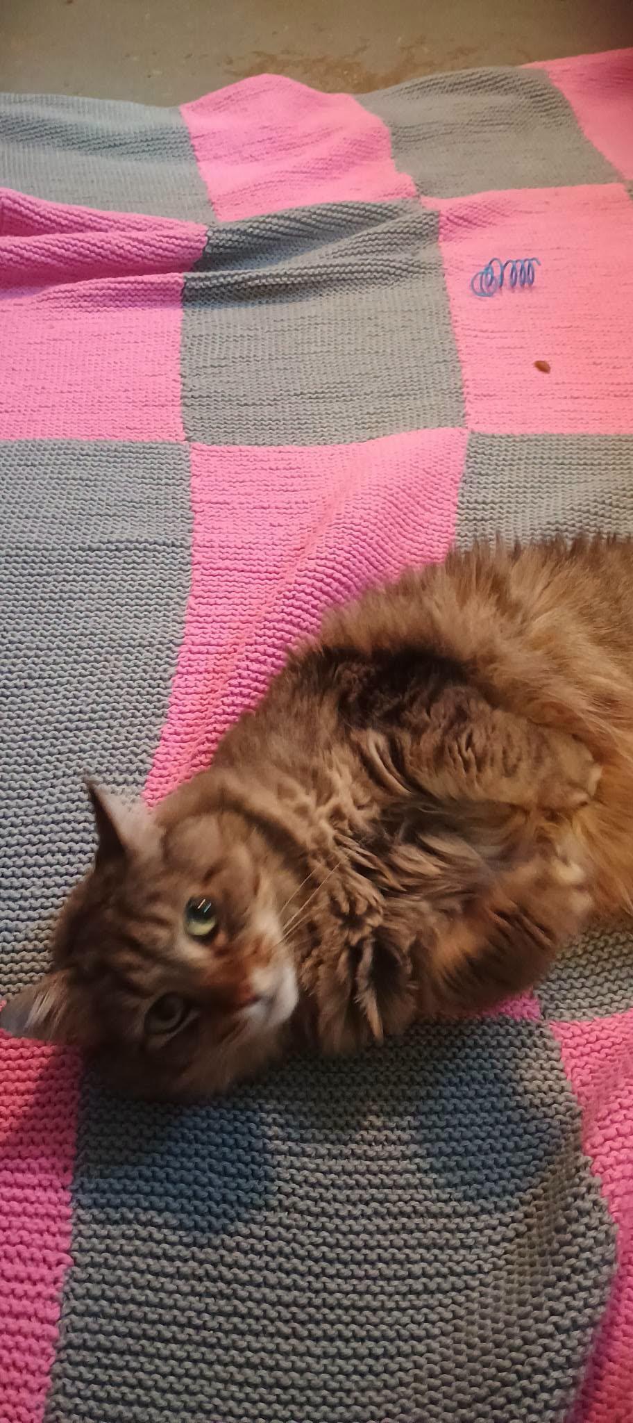 MISS KITTY, a ADOPTABLE Domestic Long Hair in Wolcott, VT image 2/2