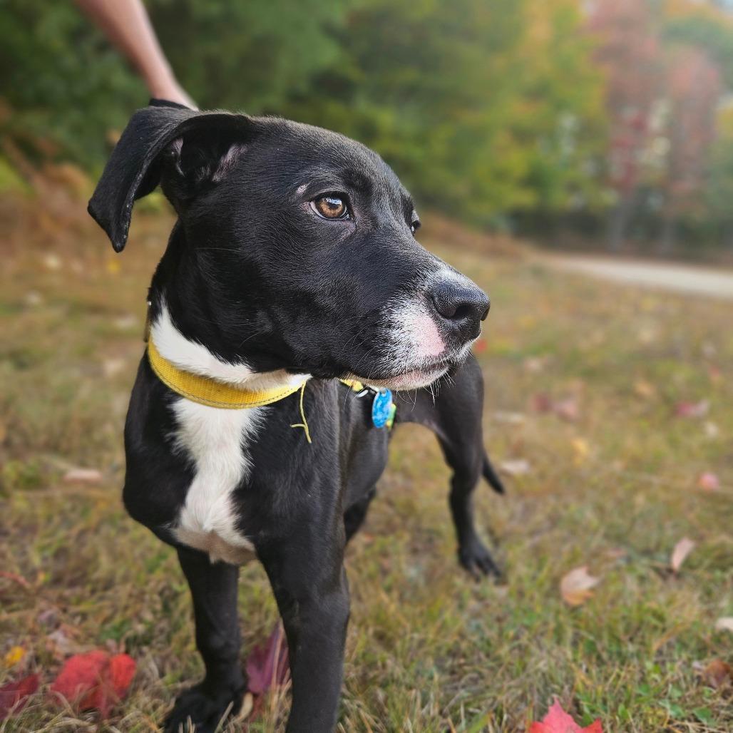 Chief-Available Soon!, Adoptable, Puppy Male Boxer.