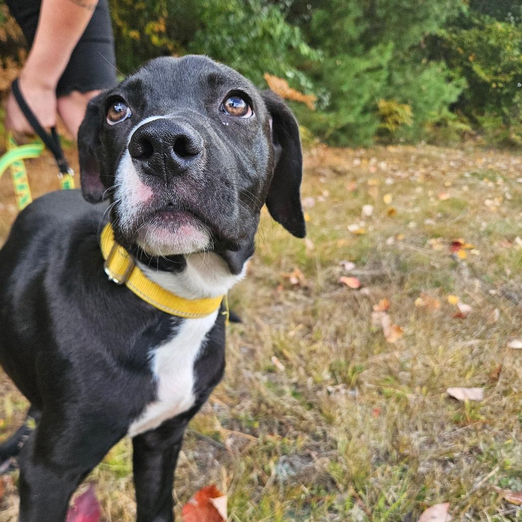 Enlarge Chief-Available Soon!, a Adoptable Boxer in Conway, NH image 2/2