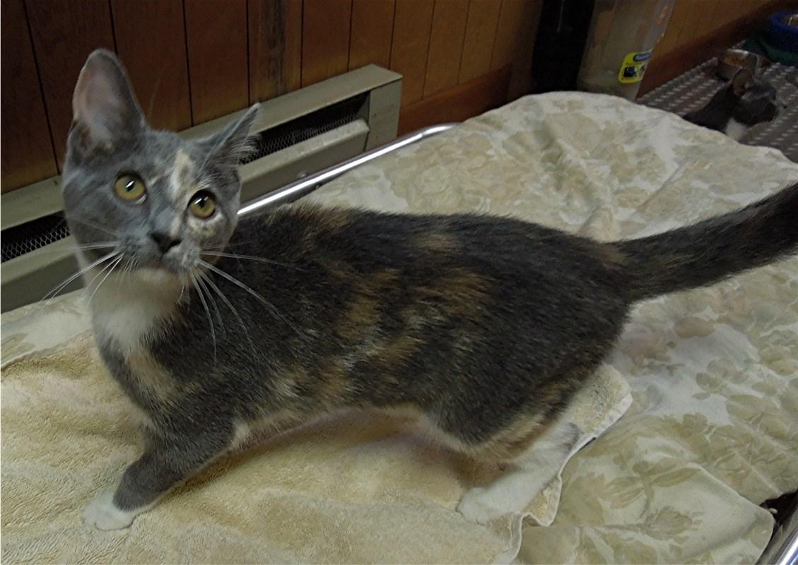 Lakat, a Adoptable mixed breed in Avonmore, PA image 1/2