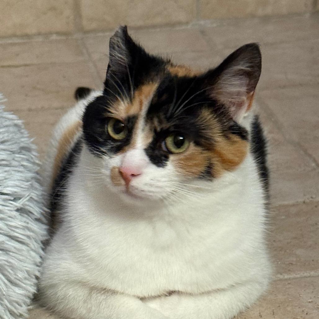 Cali, Adoptable, Young Female Domestic Short Hair.
