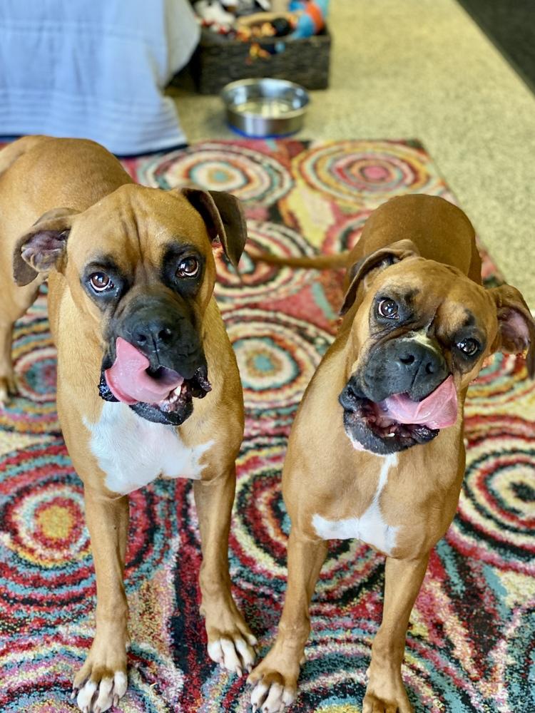 Perrier, Adoptable, Young Male Boxer.