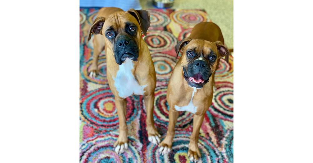 Perrier, a Adoptable Boxer in Hewitt, TX image 2/6