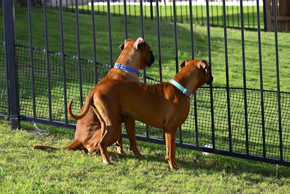 Perrier, a Adoptable Boxer in Hewitt, TX image 3/6