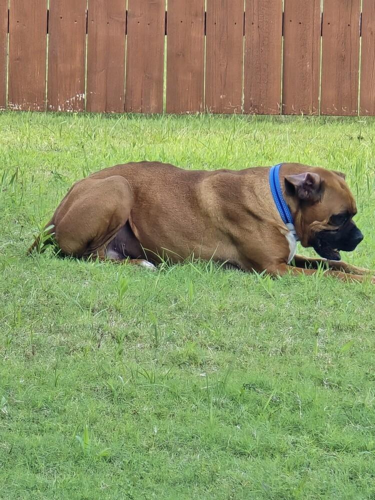 Perrier, a Adoptable Boxer in Hewitt, TX image 4/6