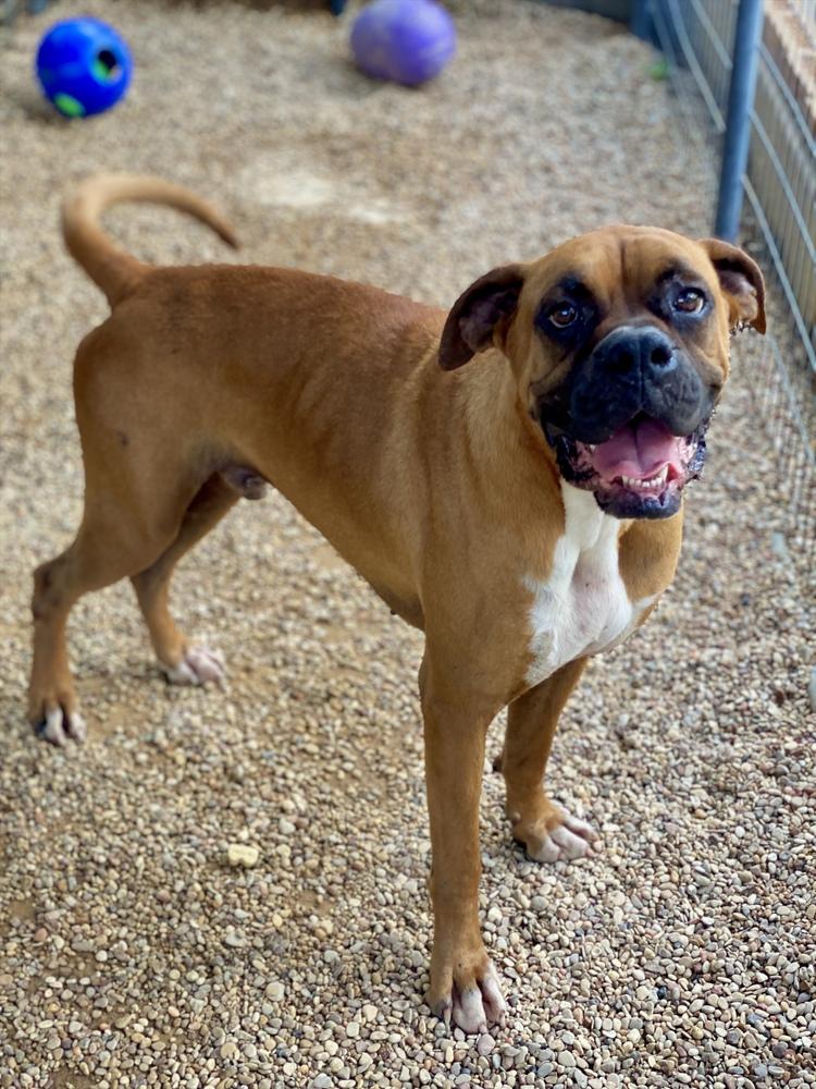 Perrier, a Adoptable Boxer in Hewitt, TX image 5/6