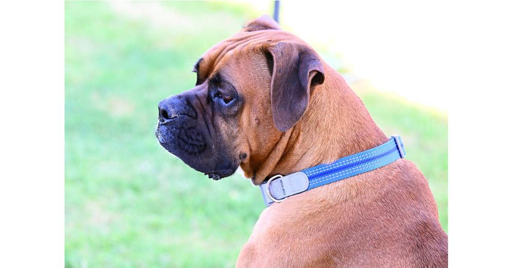 Perrier, a Adoptable Boxer in Hewitt, TX image 6/6