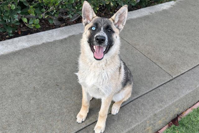 Enlarge DELILAH, a Adoptable mixed breed in Santa Clara, CA image 1/1