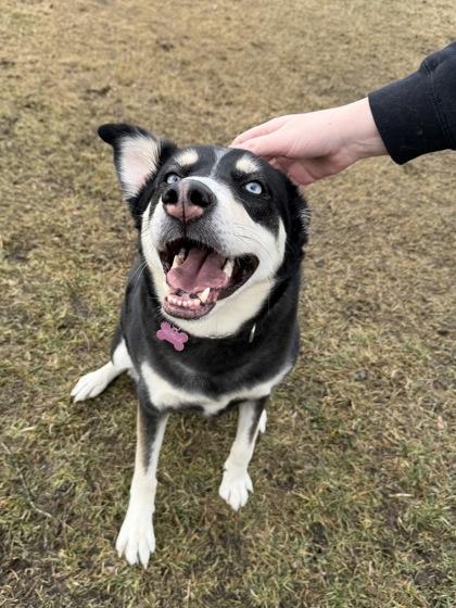 Katana, a Adoptable mixed breed in Yakima, WA image 1/3