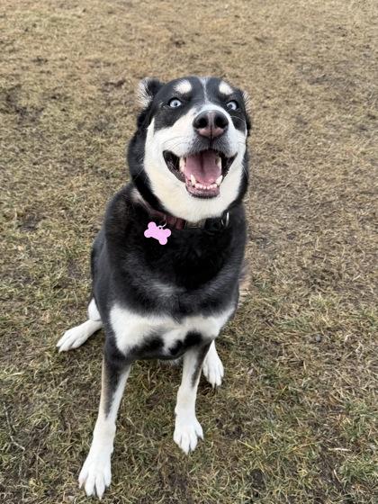 Katana, a Adoptable mixed breed in Yakima, WA image 2/3
