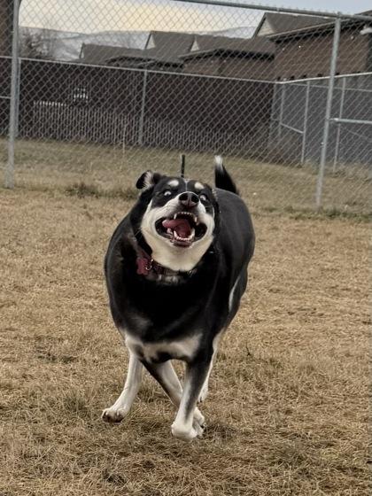 Katana, a Adoptable mixed breed in Yakima, WA image 3/3