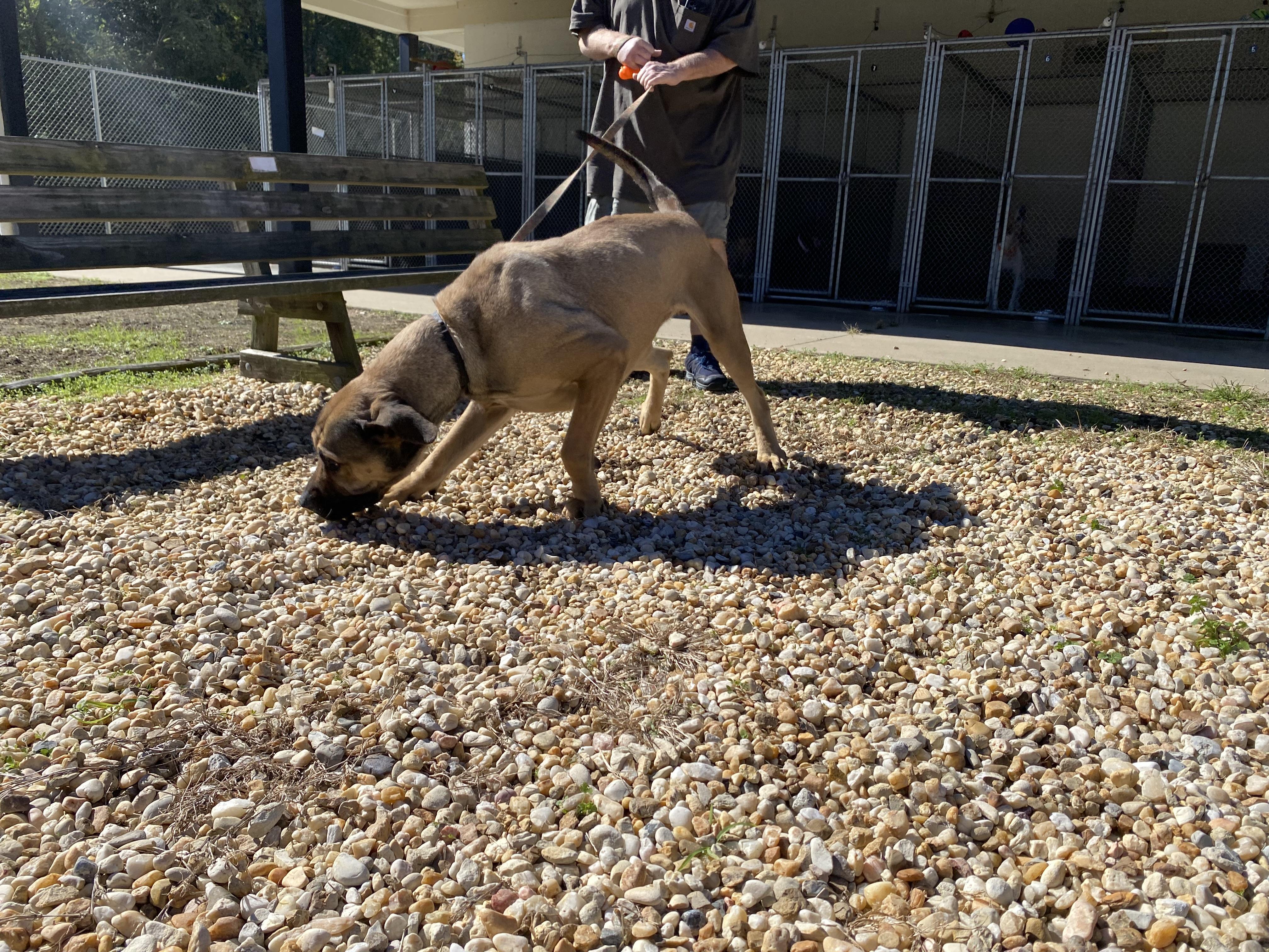 Enlarge Rex, a Adoptable Mastiff in King George, VA image 3/3