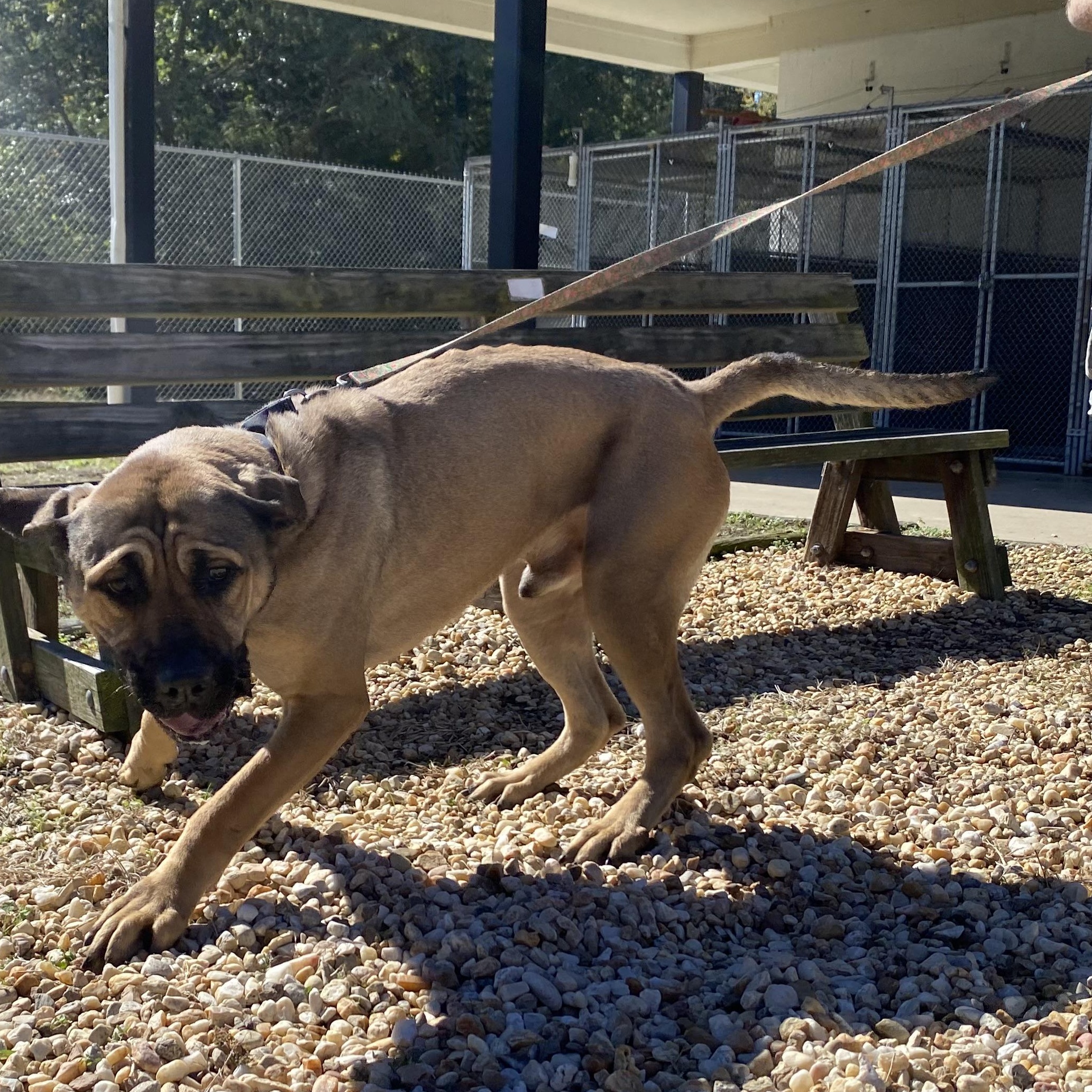 Rex, Adoptable, Young Male Mastiff.