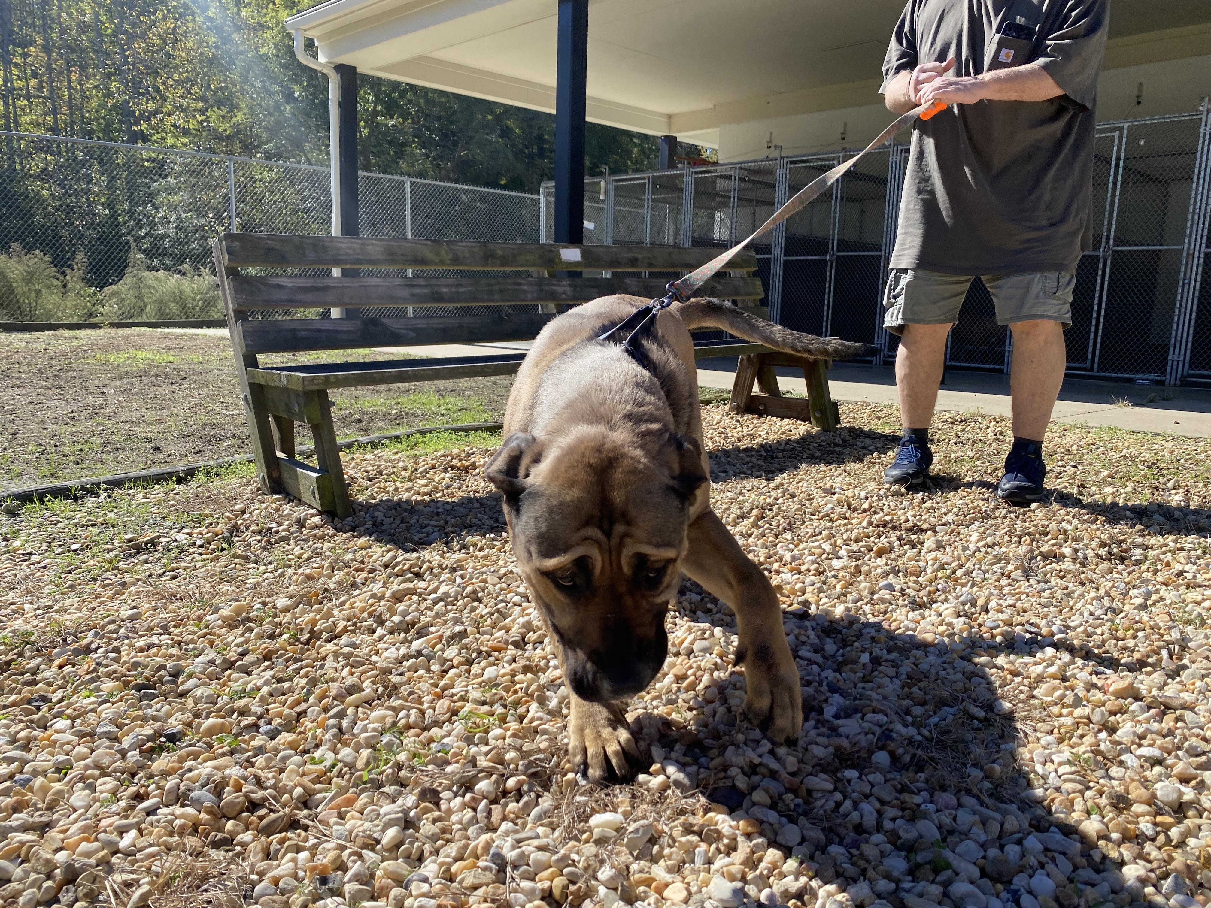 Enlarge Rex, a Adoptable Mastiff in King George, VA image 2/3
