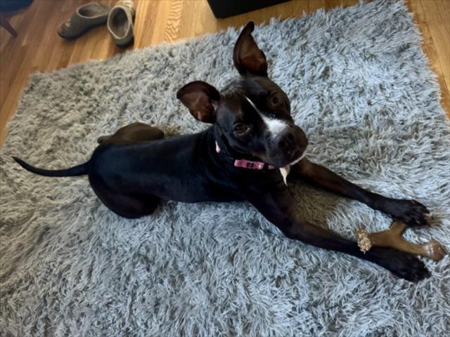 ROSIE, Adoptable, Young Female Pit Bull Terrier.