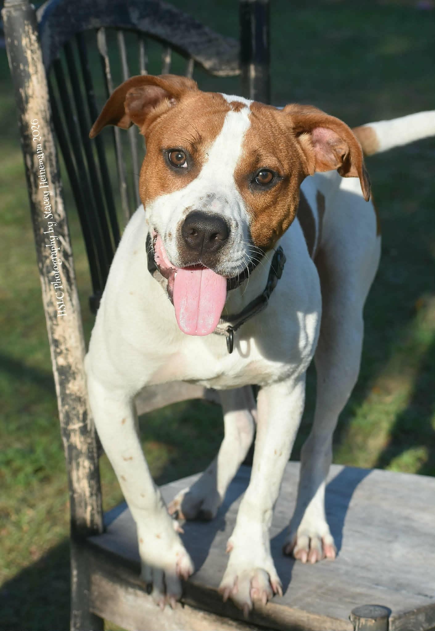 Enlarge Dyno, a ADOPTABLE mixed breed in Umatilla, FL image 4/6