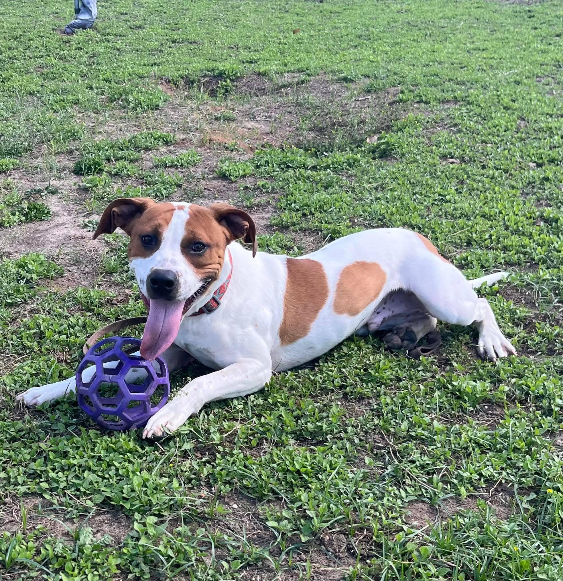 Enlarge Dyno, a ADOPTABLE mixed breed in Umatilla, FL image 2/6