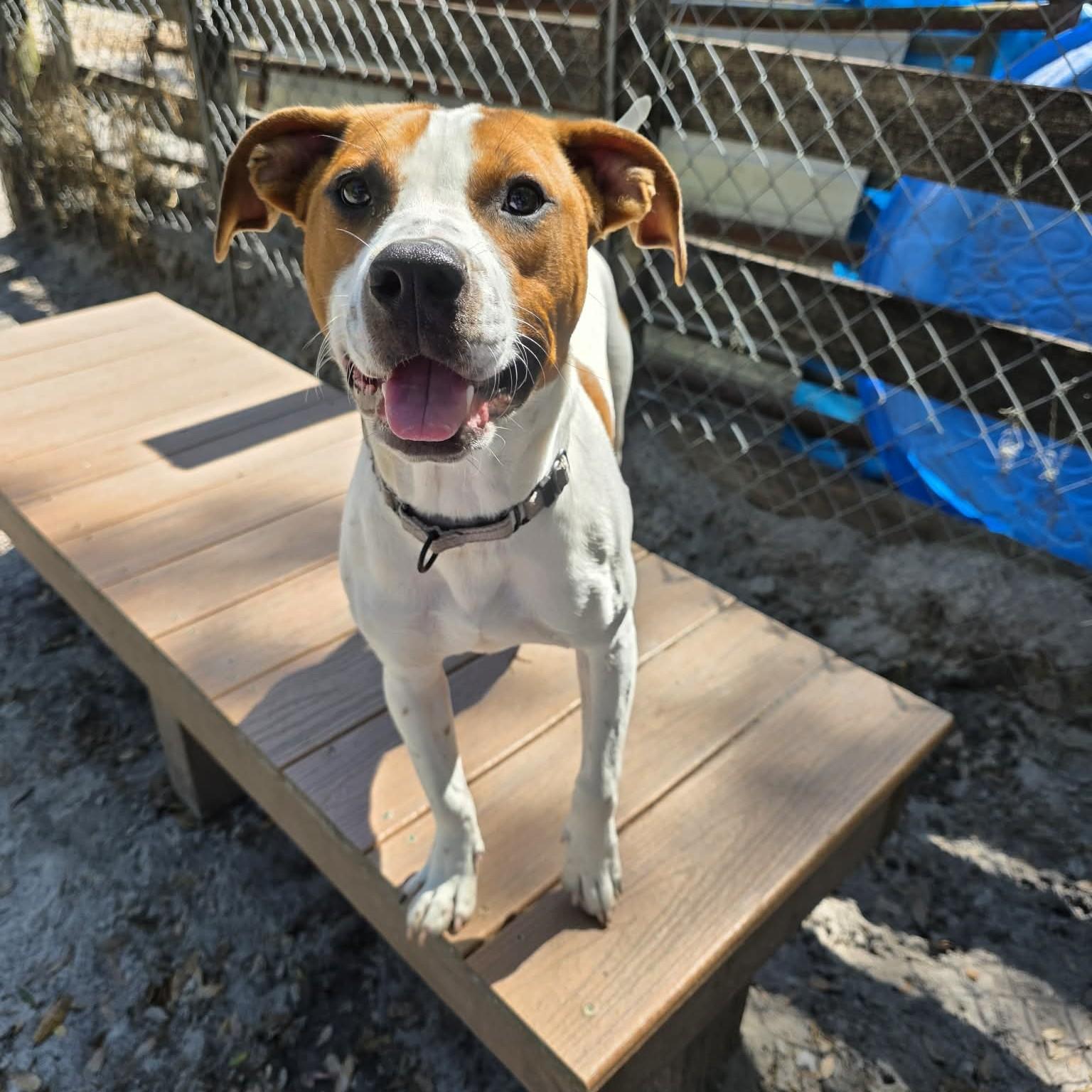 Enlarge Dyno, a ADOPTABLE mixed breed in Umatilla, FL image 3/6