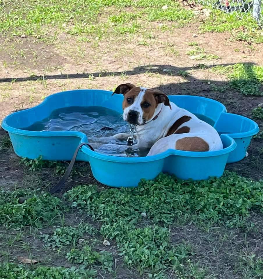 Enlarge Dyno, a ADOPTABLE mixed breed in Umatilla, FL image 5/6