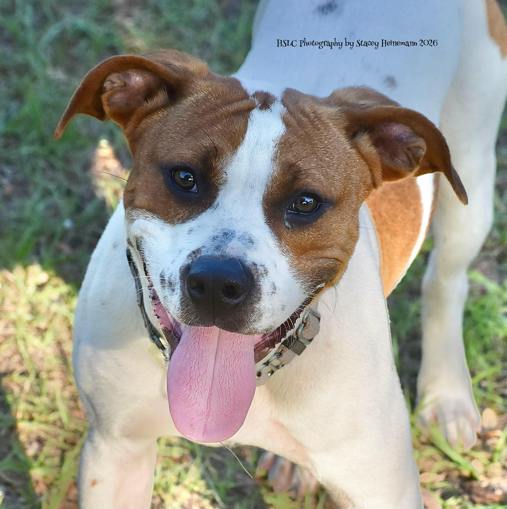 Enlarge Dyno, a ADOPTABLE mixed breed in Umatilla, FL image 1/6