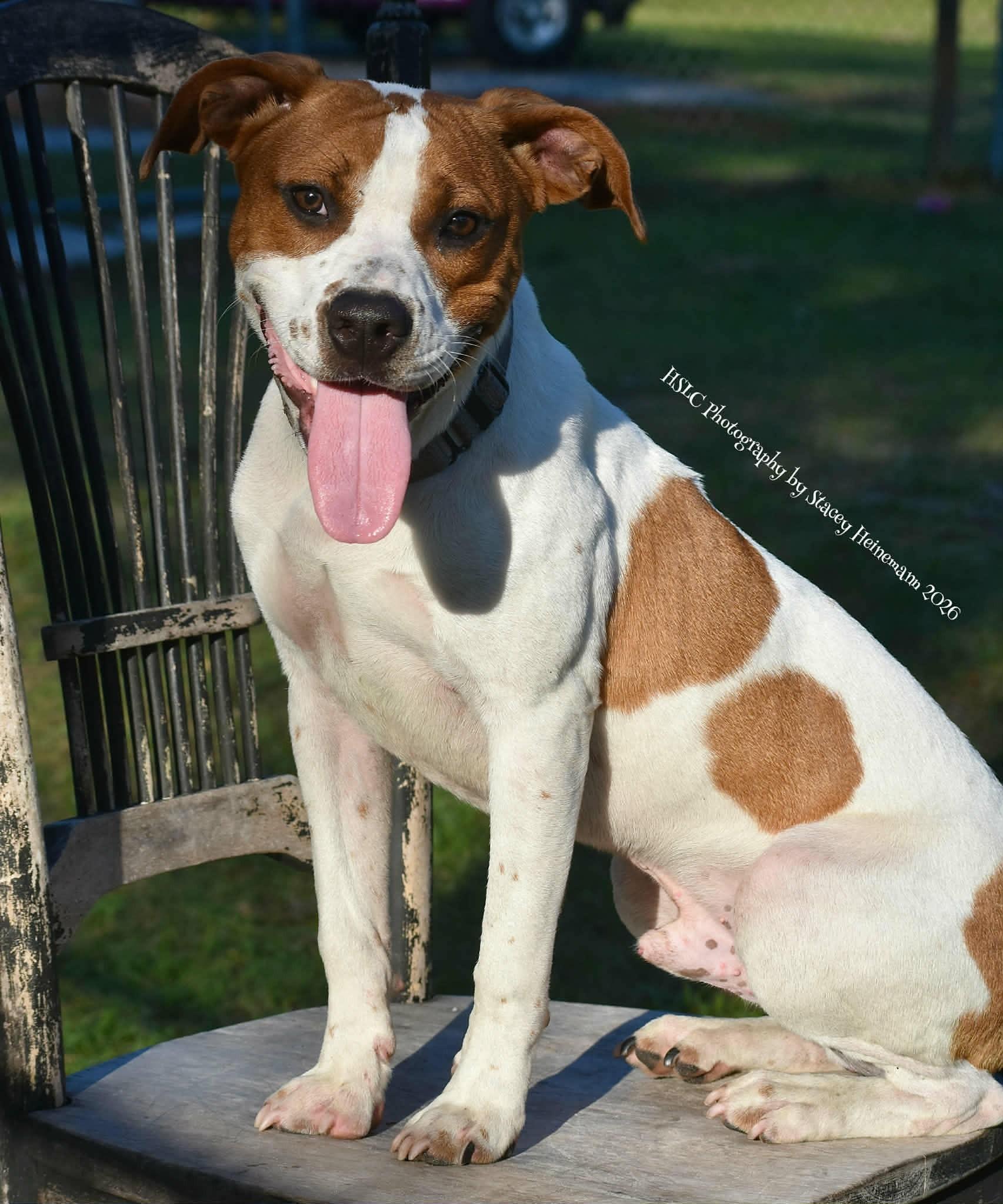 Enlarge Dyno, a ADOPTABLE mixed breed in Umatilla, FL image 6/6