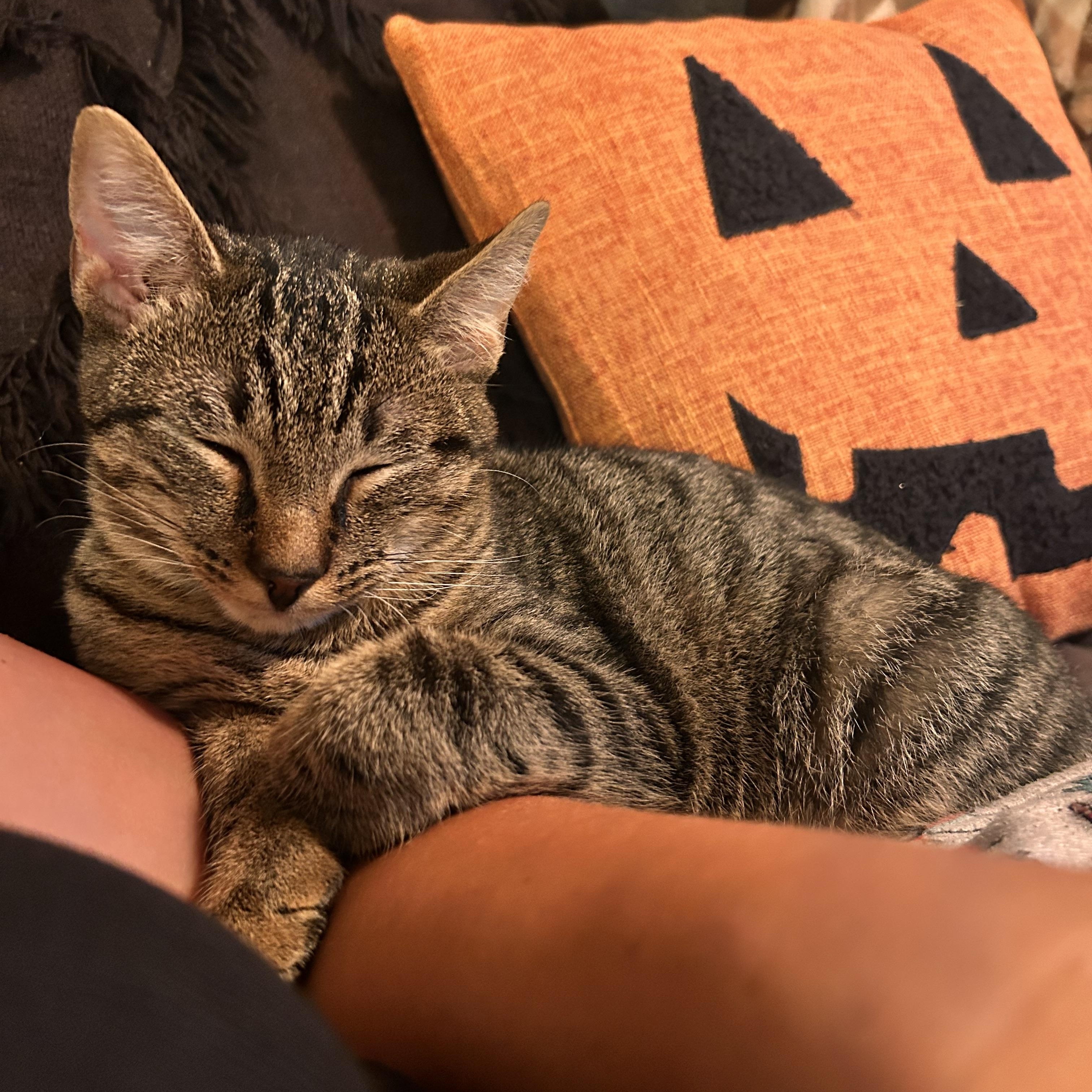 Enlarge George, a Adoptable Domestic Short Hair in Hickory, NC image 1/1