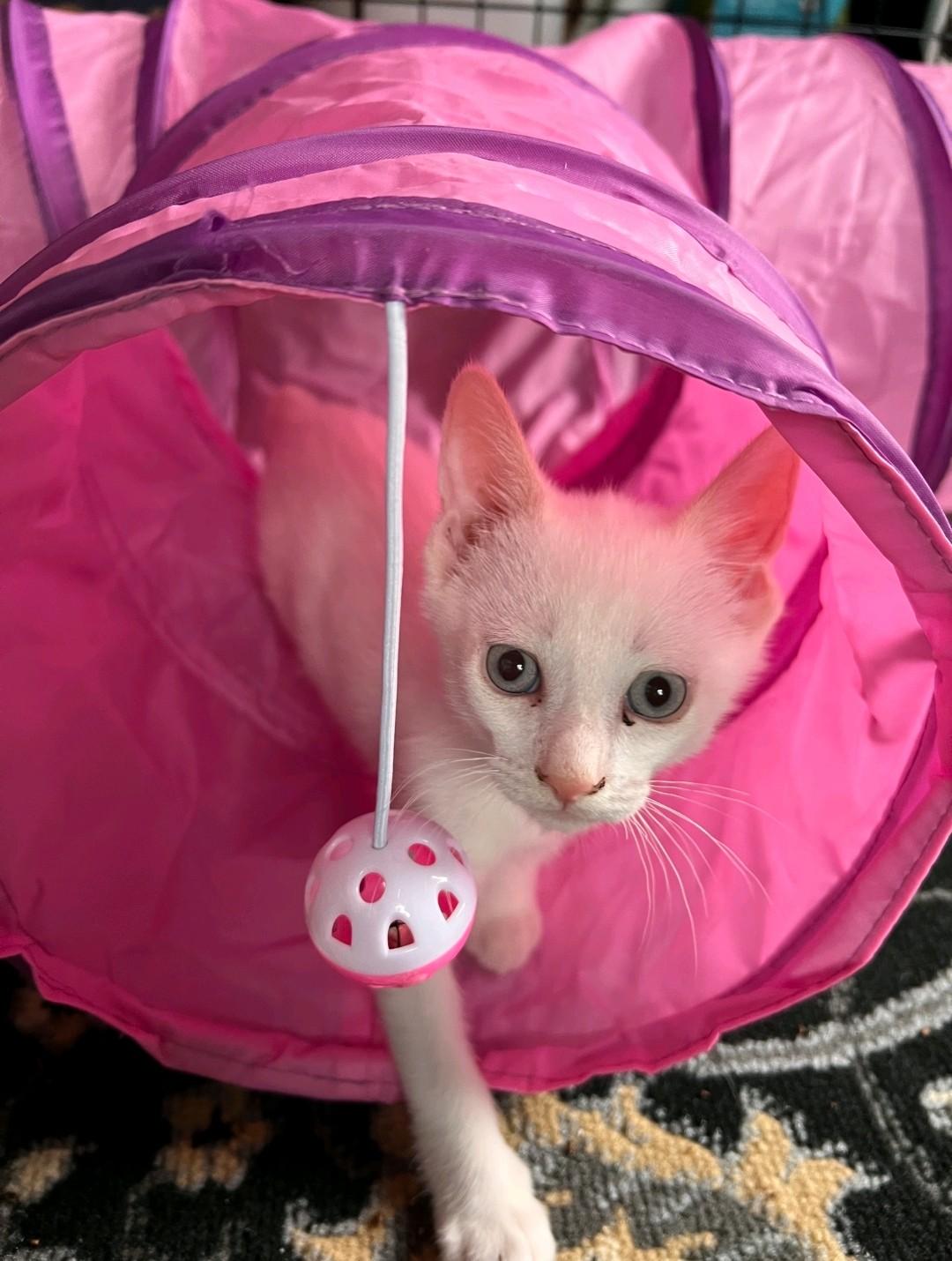 Enlarge Bread, an adopted Domestic Short Hair in Reno, NV image 4/6