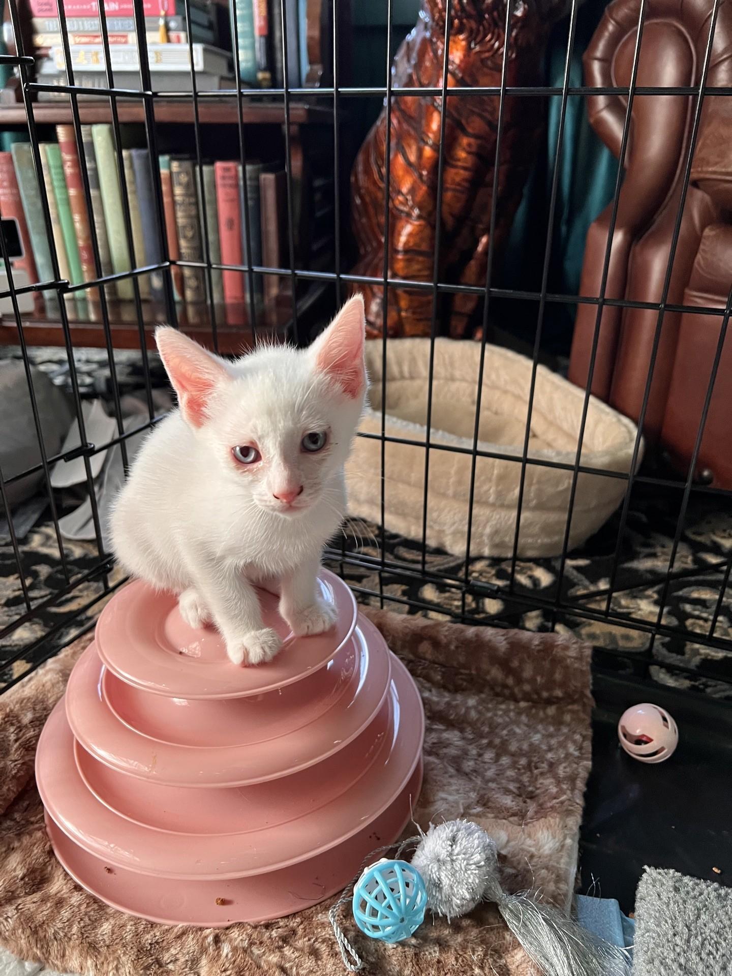 Enlarge Bread, an adopted Domestic Short Hair in Reno, NV image 6/6