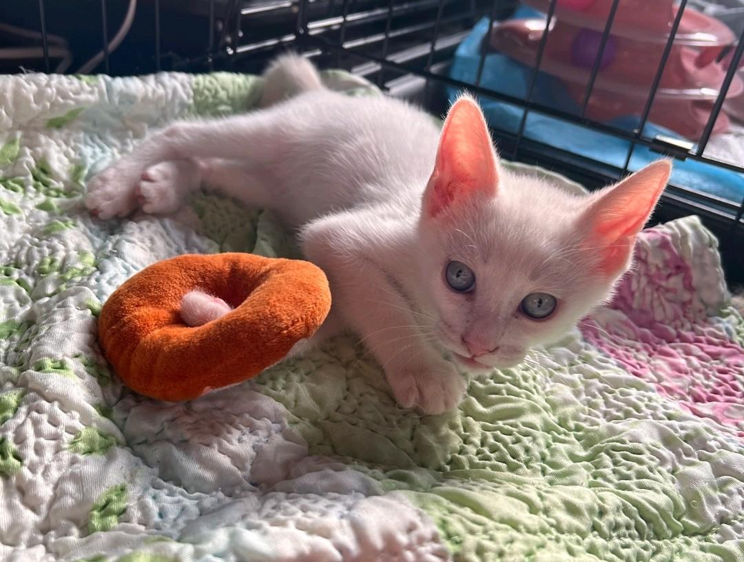 Enlarge Bread, an adopted Domestic Short Hair in Reno, NV image 2/6