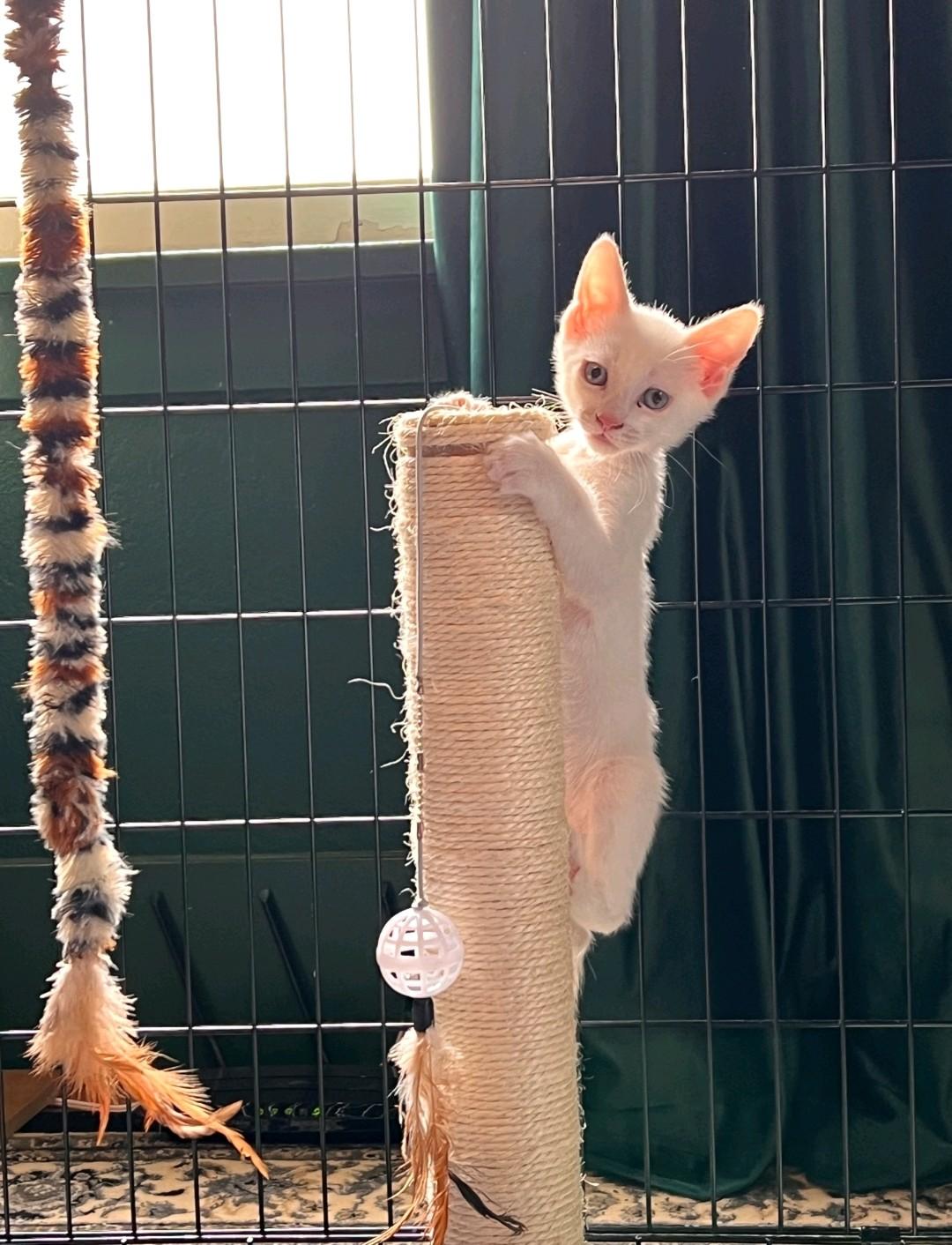 Bread, adopted, Kitten Male Domestic Short Hair.