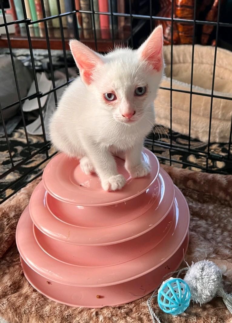 Enlarge Bread, an adopted Domestic Short Hair in Reno, NV image 3/6